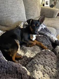 A young small-sized female Miniature Pinscher dog named Jellybean for adoption in Holly Springs, NC