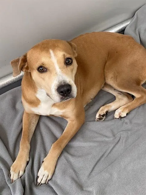 An adult medium-sized female Labrador Retriever dog named Rose for adoption in Fayetteville, NC