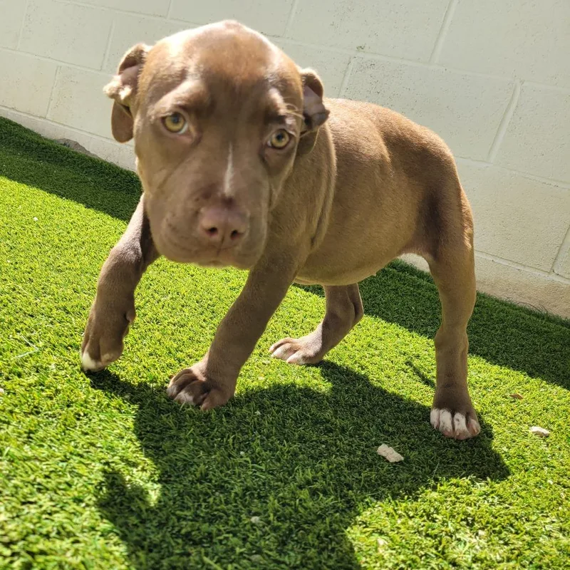 A baby medium-sized female Red / Chestnut / Orange Mixed Breed dog named Historia for adoption in LOXAHATCHEE, FL