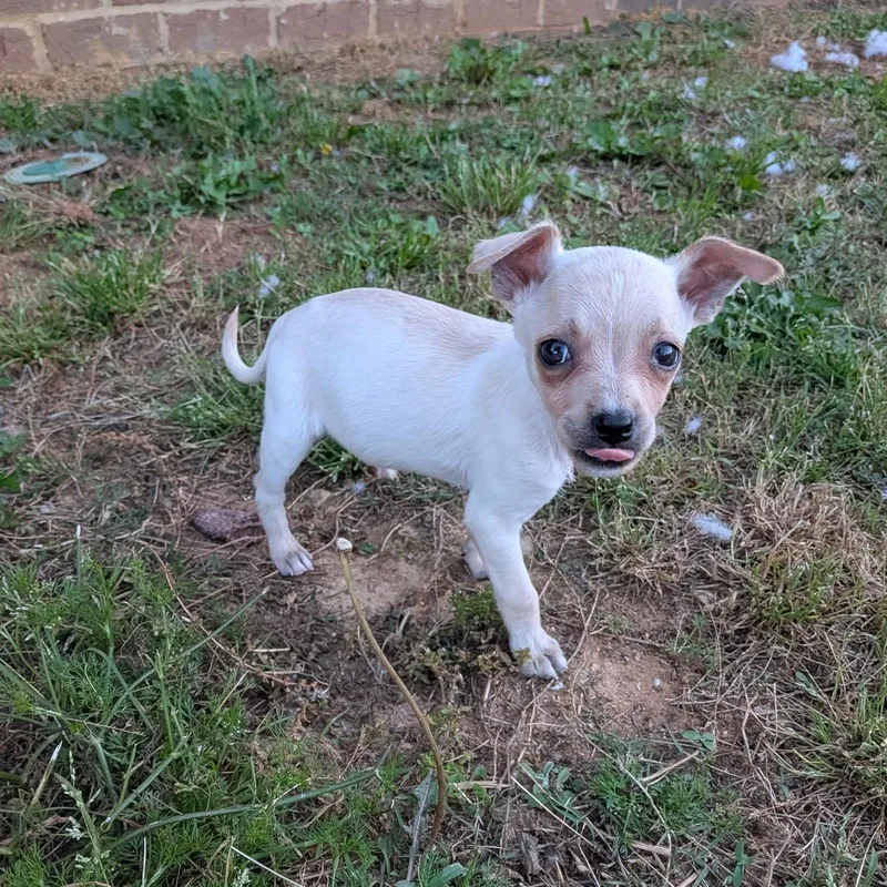 A baby small-sized female Apricot / Beige Chihuahua dog named Lola for adoption in Newfoundland, NJ