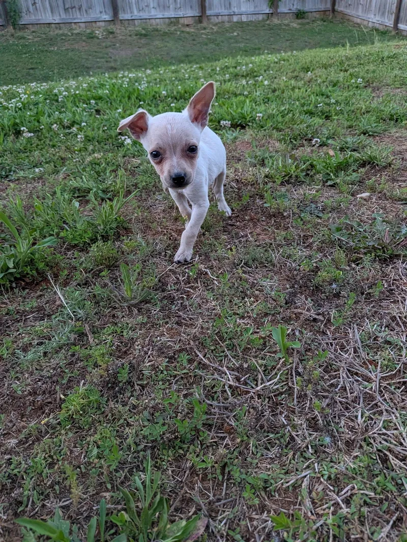 Lola thumbnail 3