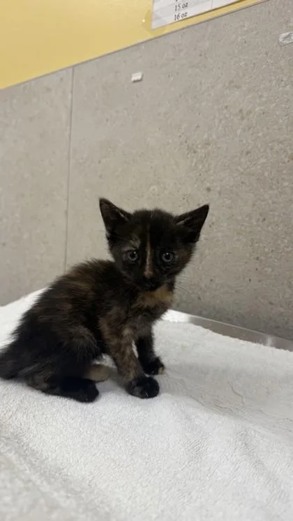 A baby small-sized female Domestic Short Hair cat named Starling for adoption in Honolulu, HI
