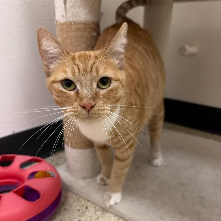 An adult medium-sized female Orange / Red Domestic Short Hair cat named Bonita for adoption in Newberg, OR