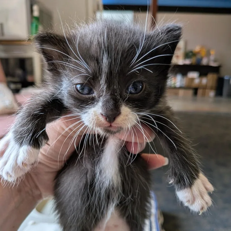 A baby small-sized male Black Domestic Short Hair cat named Oreo for adoption in Fairfax, VA