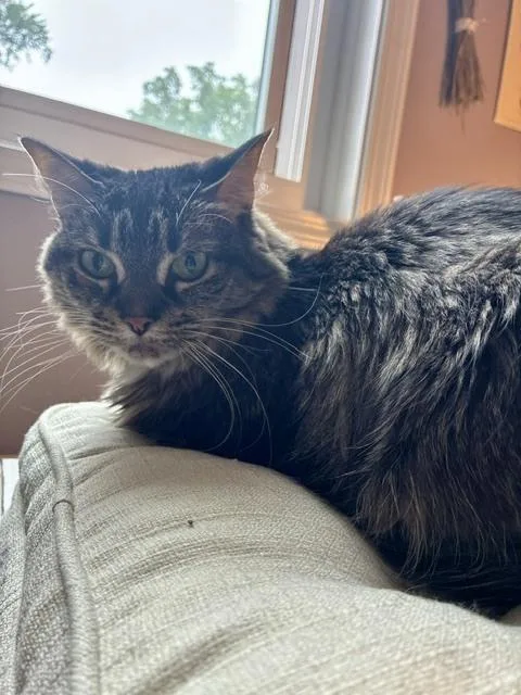 A young medium-sized male Domestic Medium Hair cat named Miss Jackson for adoption in Ferndale, MI
