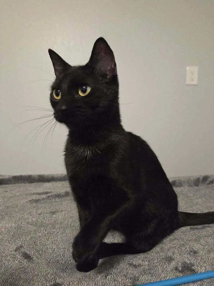 An adult medium-sized female Black Domestic Short Hair cat named Minnie for adoption in Sedalia, CO