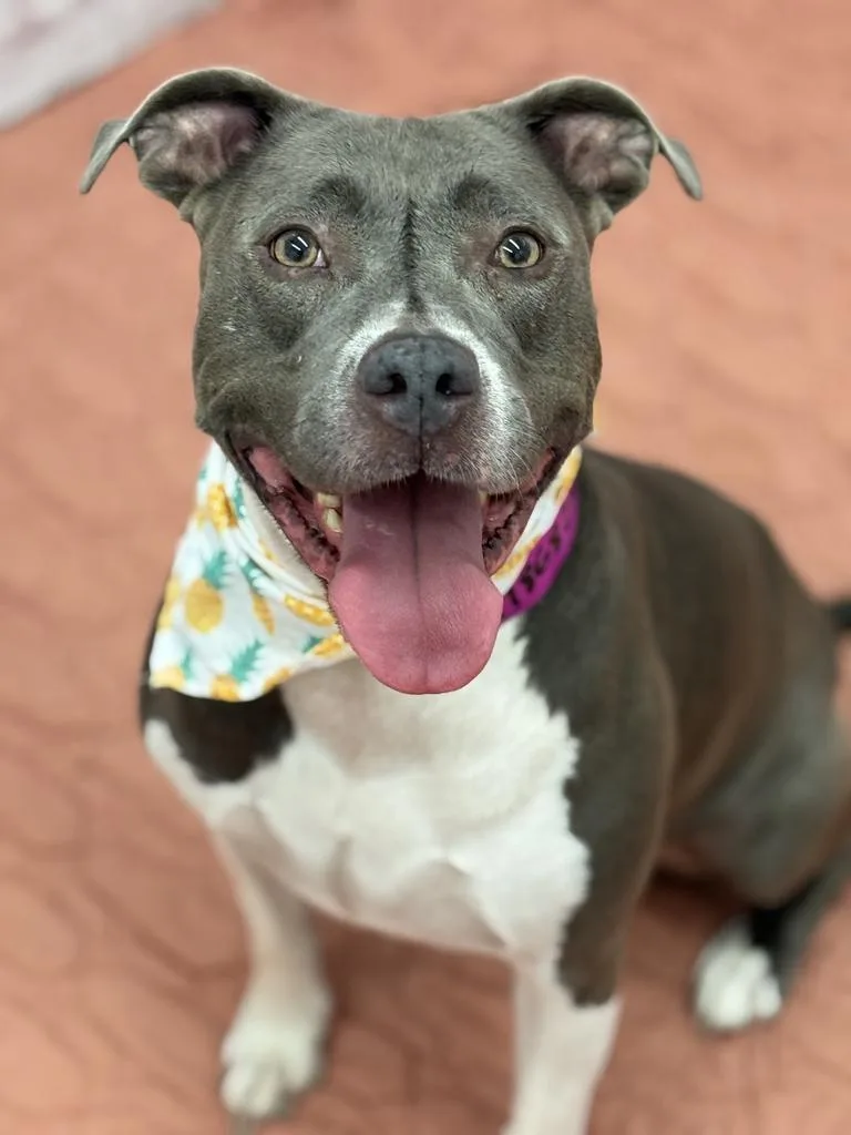 A young medium-sized female Mixed Breed dog named Love for adoption in Detroit, MI