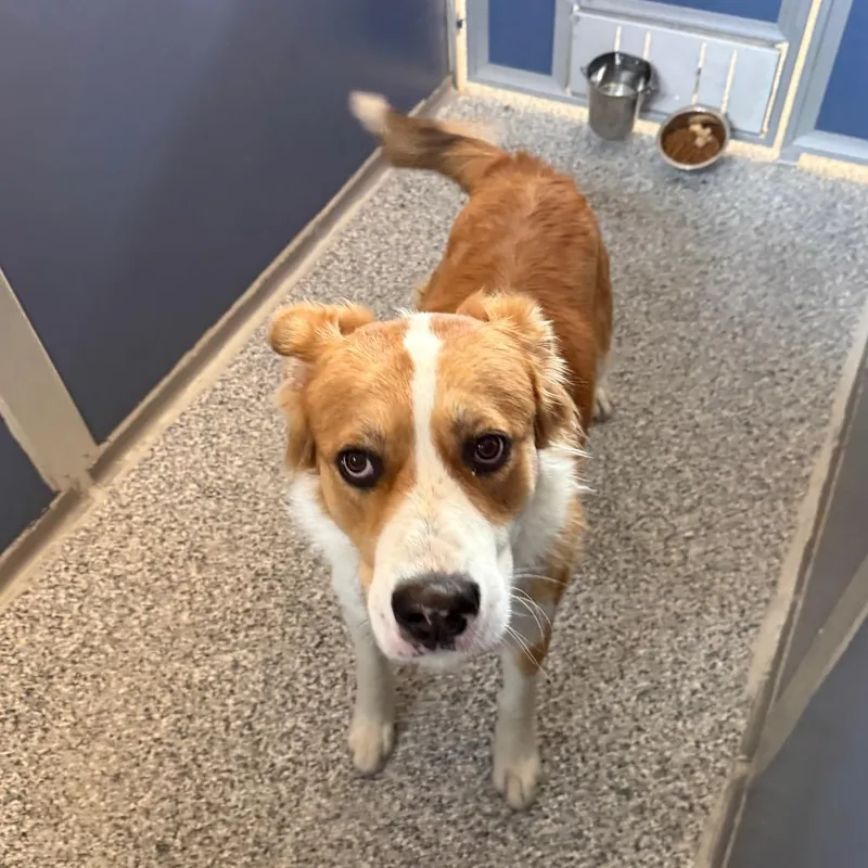 A young large-sized male Saint Bernard dog named Buster for adoption in Great Falls, MT
