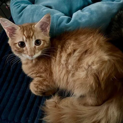 A baby small-sized male Tabby (Orange / Red) Domestic Medium Hair cat named Waffles for adoption in Edmond, OK