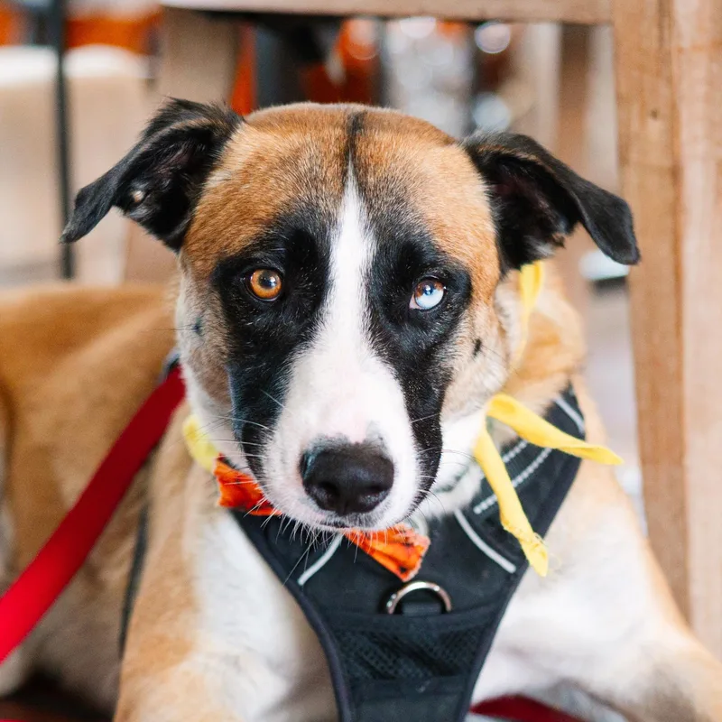 An adult medium-sized male Bicolor Belgian Shepherd / Malinois dog named Odin for adoption in Austin, TX
