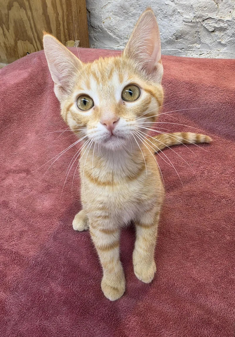 A baby small-sized male Tabby (Orange / Red) Domestic Short Hair cat named Fritz for adoption in Avon Lake, OH