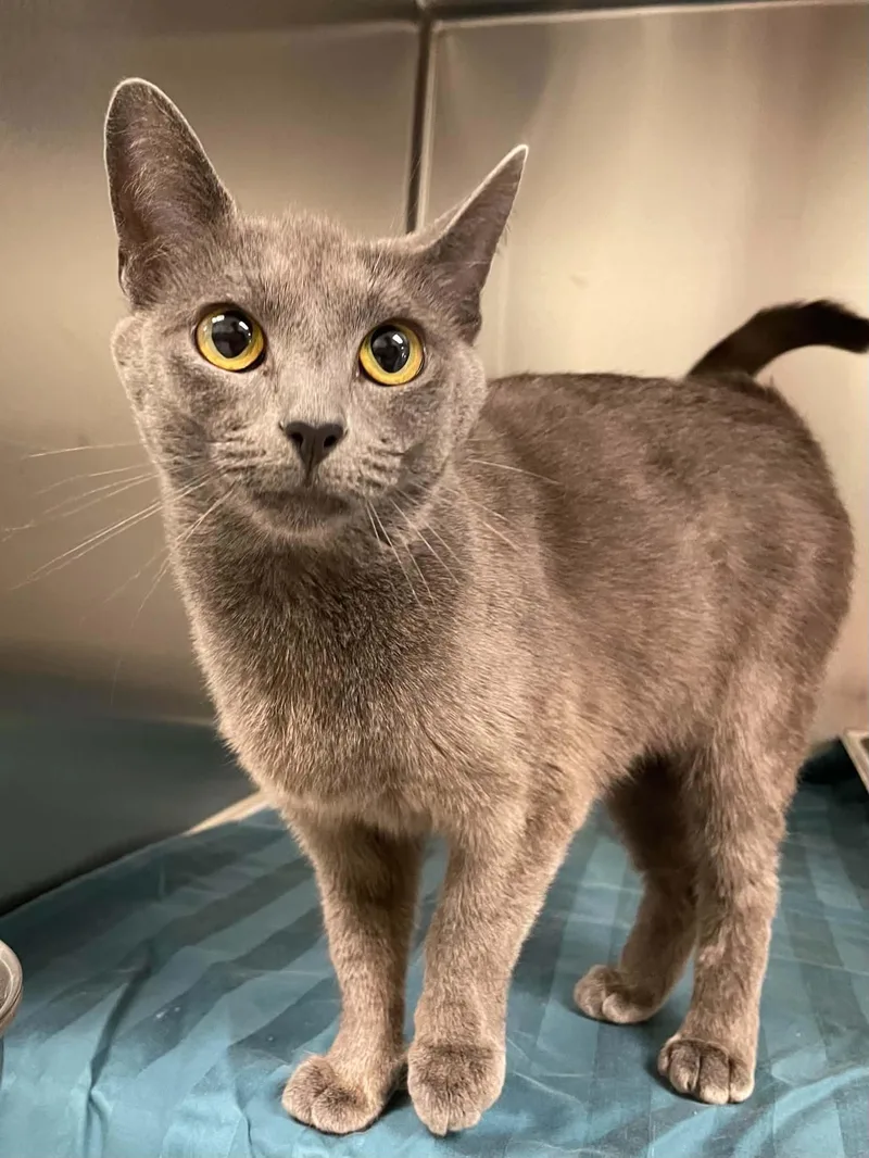 An adult medium-sized female Gray / Blue / Silver Domestic Short Hair cat named Ashley for adoption in Covington, VA