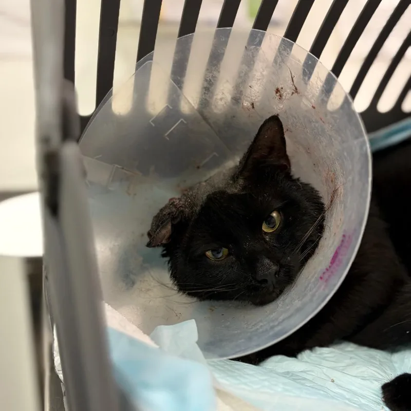A young medium-sized male Black Domestic Medium Hair cat named Tupac Shakur for adoption in Charleston, WV