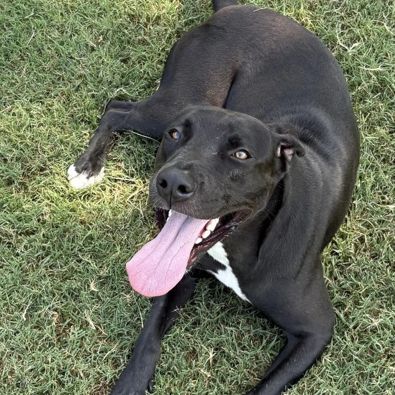 A young medium-sized female Labrador Retriever dog named Lucy for adoption in Tulsa, OK