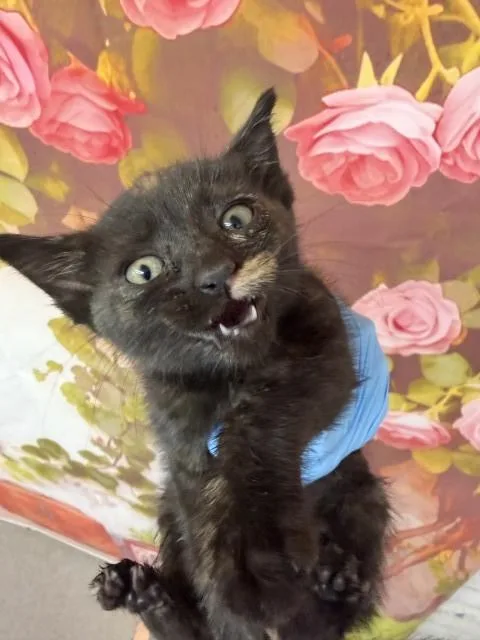 A baby small-sized female Domestic Short Hair cat named Cora for adoption in San Bernardino, CA