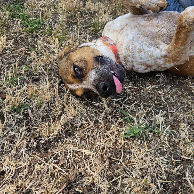 Dottie