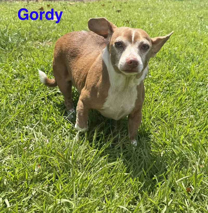 Gordy