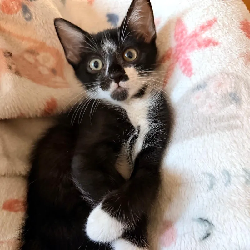 A baby small-sized male Black Domestic Short Hair cat named Clyde for adoption in Jupiter, FL