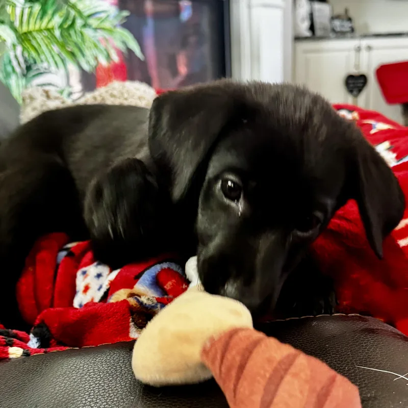 Meet RUBY  OKLAHOMA thumbnail 5