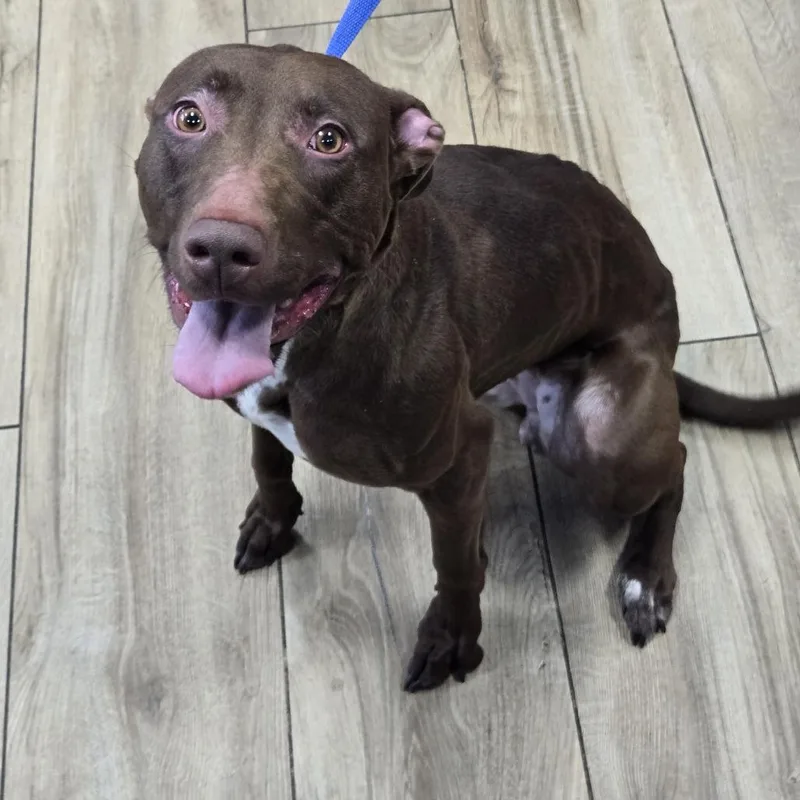An adult medium-sized female Brown / Chocolate Chocolate Labrador Retriever dog named Ivy for adoption in Weimar, CA
