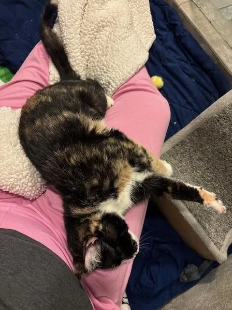 An adult medium-sized male Calico Domestic Short Hair cat named Nala for adoption in Manassas, VA