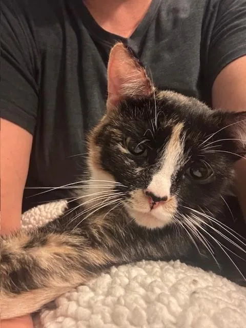 Nala thumbnail 2