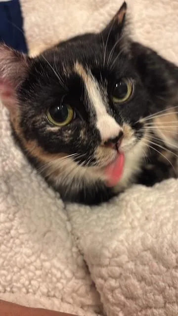 Nala thumbnail 3