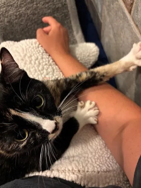 Nala thumbnail 4
