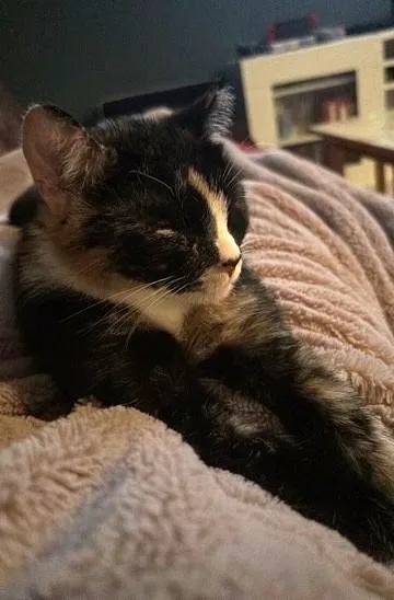 Nala thumbnail 5
