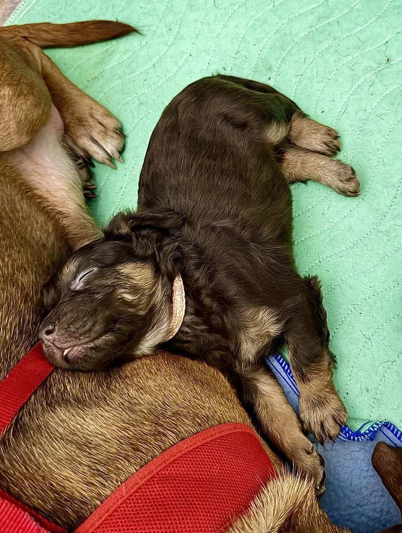 A baby medium-sized female Staffordshire Bull Terrier dog named Cheri Belles & Beau for adoption in Holly Springs, NC