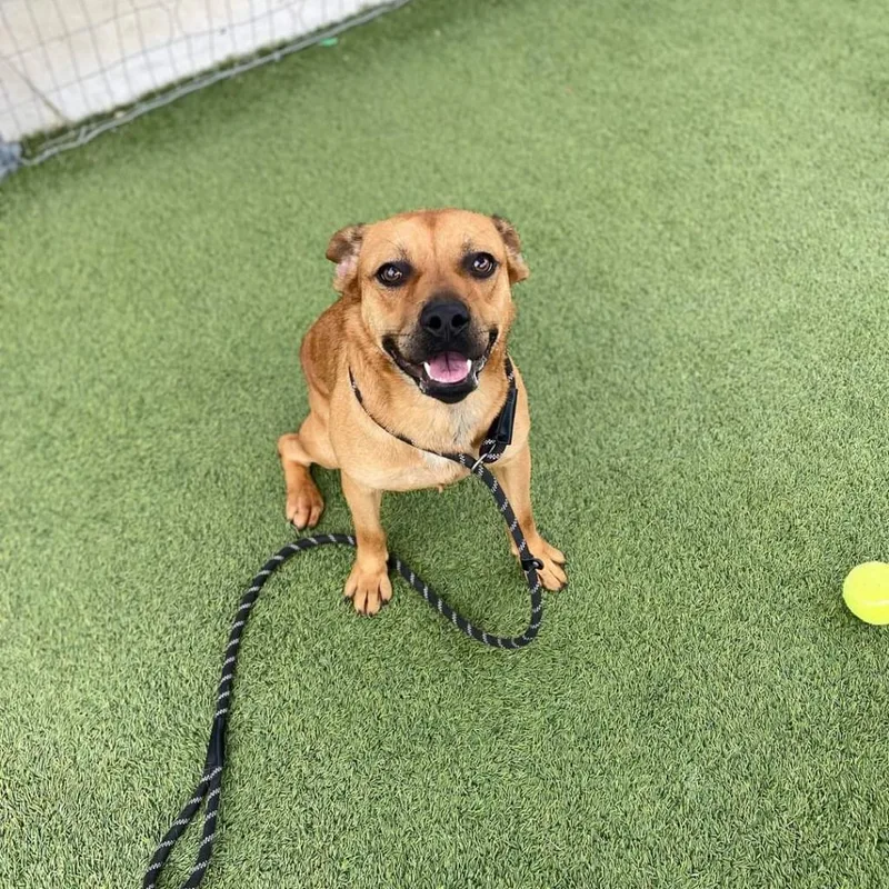 An adult medium-sized male Red / Chestnut / Orange Labrador Retriever dog named Seven aka Stevie for adoption in Tomball, TX