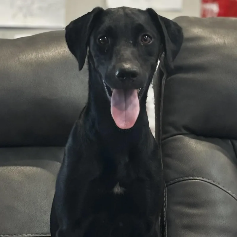 A young medium-sized female Black Labrador Retriever dog named Violet for adoption in Liverpool, TX