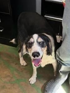 A senior medium-sized male Beagle dog named Hendrix for adoption in Brookhaven, MS