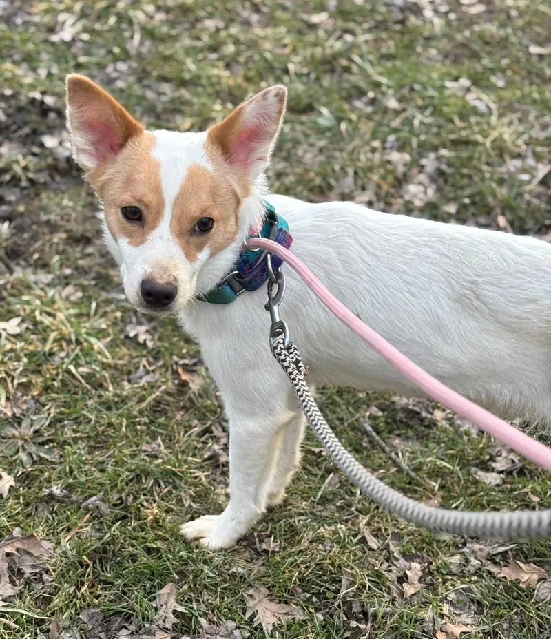 A young small-sized male Mixed Breed dog named Spruce for adoption in Warren, OH