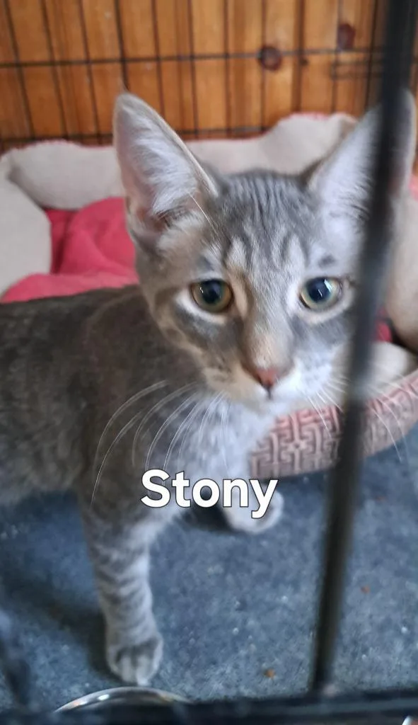 A baby small-sized male Domestic Short Hair cat named Stony for adoption in Plattsburgh, NY