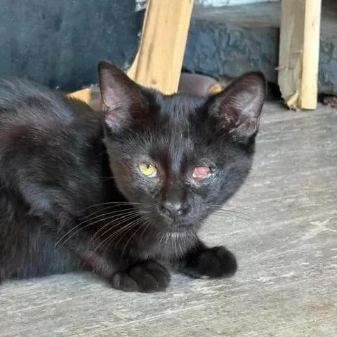 A baby small-sized male Black Domestic Short Hair cat named Winkie for adoption in Winchester, VA