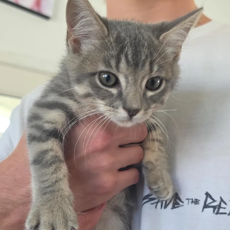 A baby small-sized male Gray / Blue / Silver Domestic Short Hair cat named Jimmy for adoption in Chapel Hill, NC
