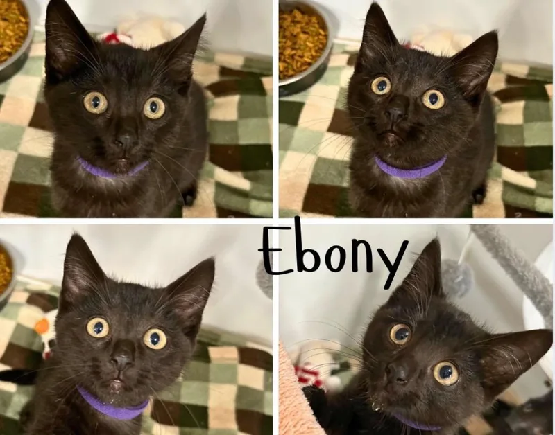 A baby medium-sized female Domestic Short Hair cat named Ebony silo for adoption in Pierceton, IN