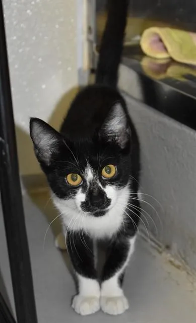 A baby small-sized female Domestic Short Hair cat named Chesapeake for adoption in Sarasota, FL