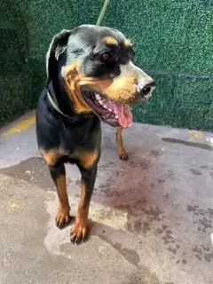 A baby large-sized female Black Rottweiler dog named 61377991 for adoption in El Paso, TX