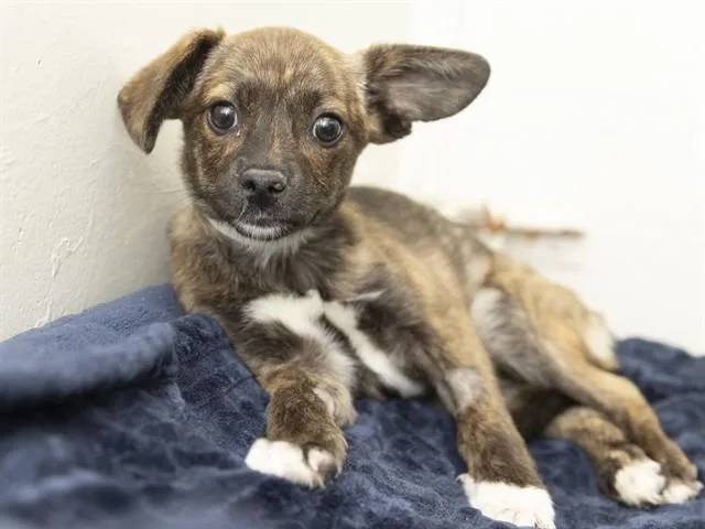 A baby small-sized female Hound dog named Beyonce for adoption in Phoenix, AZ