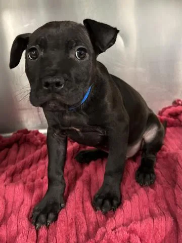A baby small-sized male Pit Bull Terrier dog named Wally for adoption in Clinton Township, MI