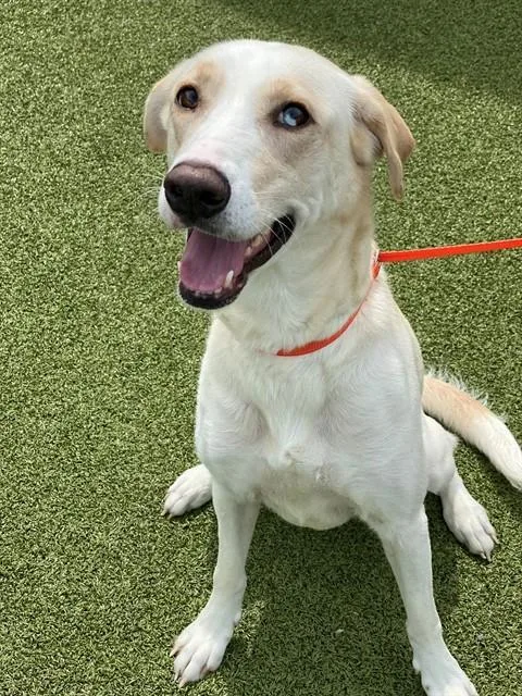 A young medium-sized female Labrador Retriever dog named Marigold for adoption in Fayetteville, NC