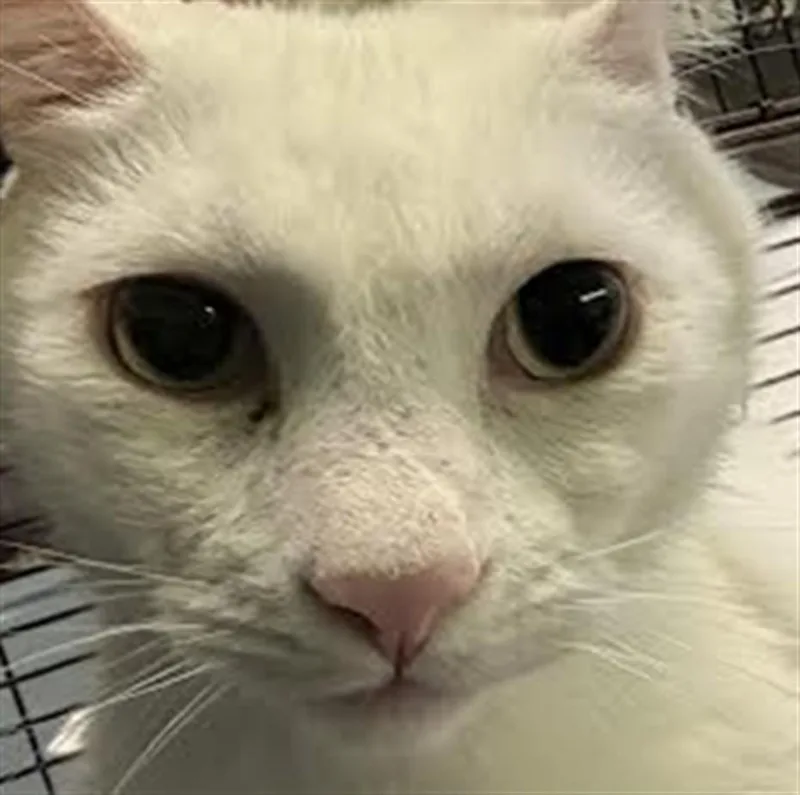 An adult small-sized male Domestic Short Hair cat named Chowder for adoption in Los Angeles, CA