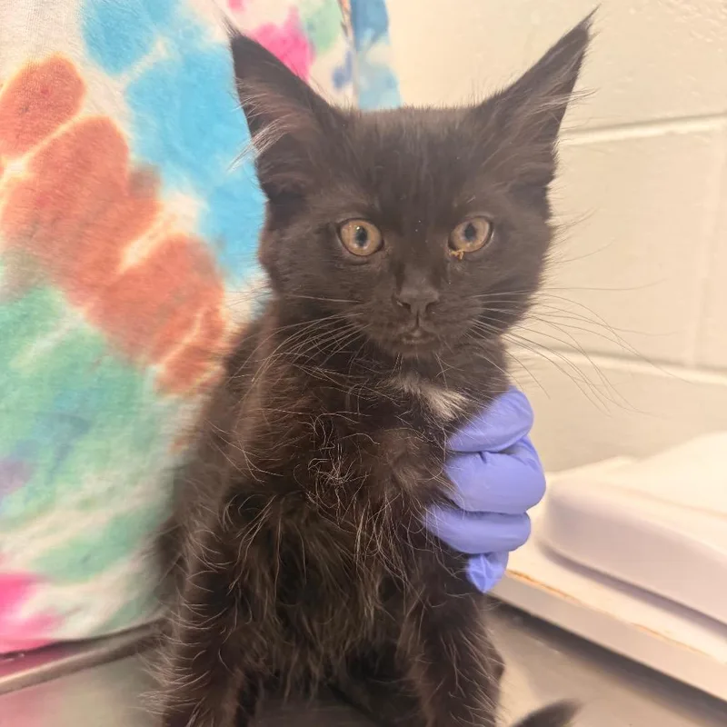 A baby small-sized male Black Domestic Short Hair cat named Goose for adoption in Chattanooga, TN