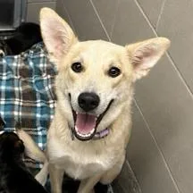An adult medium-sized female Yellow / Tan / Blond / Fawn Husky dog named Blondie for adoption in Carlyle, IL