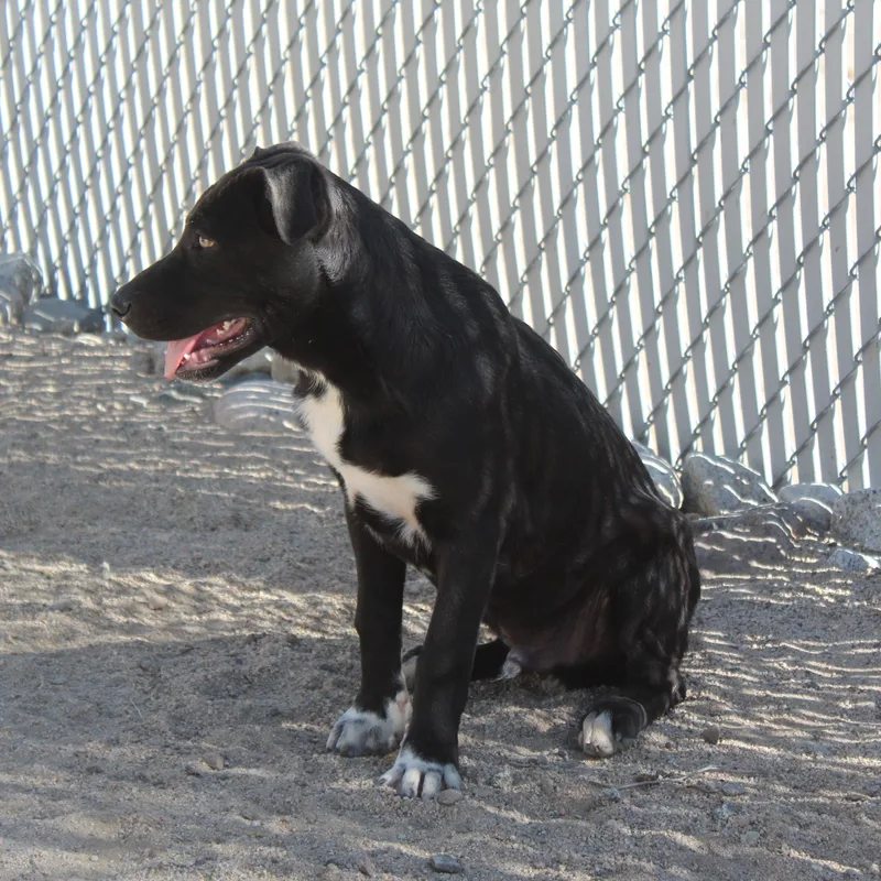 A baby large-sized male Black Labrador Retriever dog named Sasquatch for adoption in Yucca Valley, CA