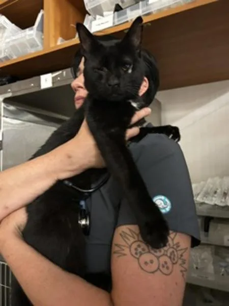 Figaro