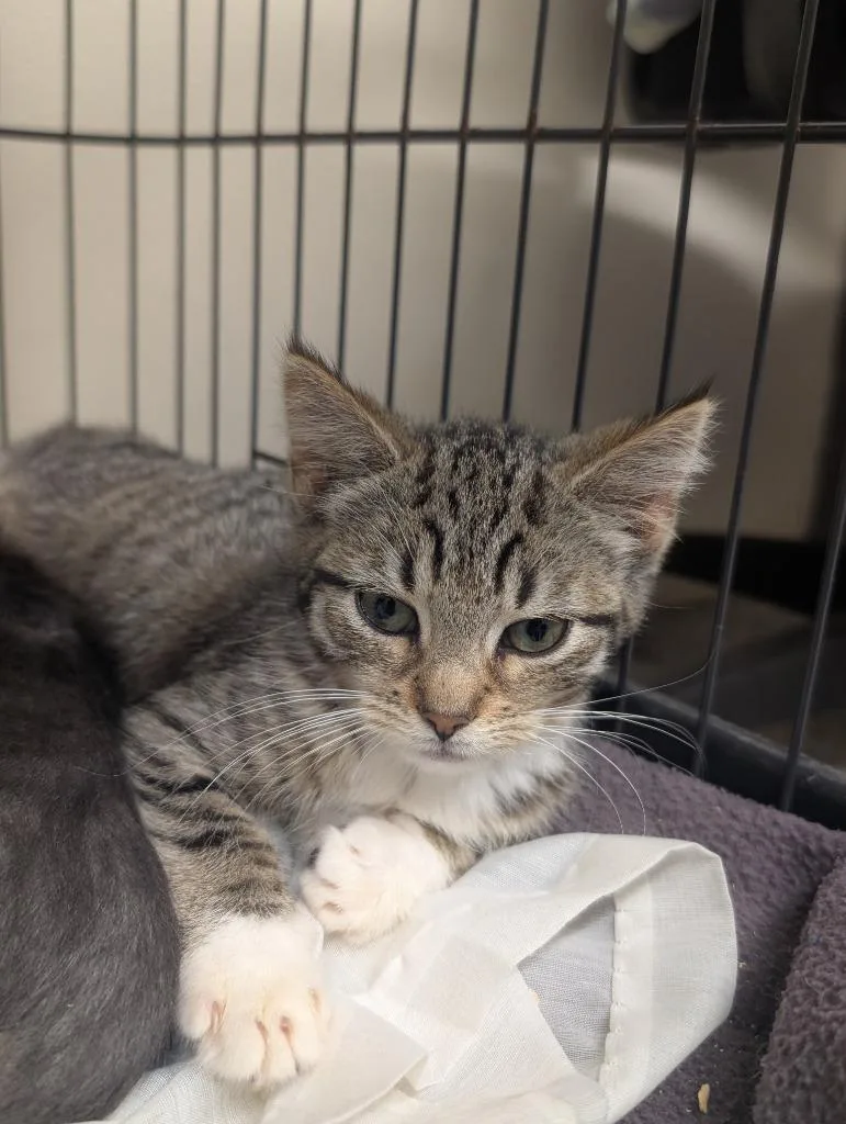 A baby small-sized female Domestic Short Hair cat named Destiny for adoption in Sidney, NY