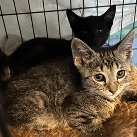 A baby small-sized female Domestic Short Hair cat named Riley for adoption in Woodbridge, VA